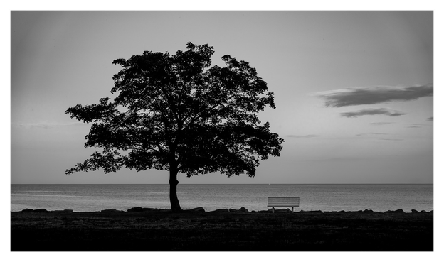 Baum an Ostsee. Daneben eine Bank. Schwarz Weiß Bild.