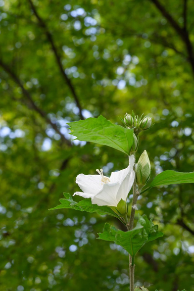 境内で上を向いて咲いている白いムクゲの花。/ 2025.08.16 梨木神社から