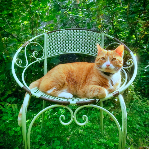 das quadratische foto zeigt eine orange-weiß getigerte katze, die auf einem hellgrünen, verschnörkelten metallstuhl sitzt. der stuhl steht in einem üppigen grünen garten, der von viel grün umgeben ist. die katze trägt ein halsband. der stuhl ist etwas abgenutzt und an manchen stellen ist die farbe abgeblättert. die katze schaut in richtung kamera und wirkt etwas dösig.