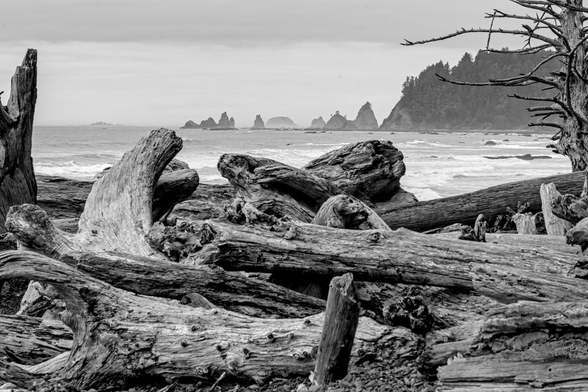 A black and white landscape photo of a large tangled pile of driftwood in the foreground. Nearshore ocean is in the middle ground and a number of distant pointy rock are seen in the background. On the right is a steep hill with conifer trees.