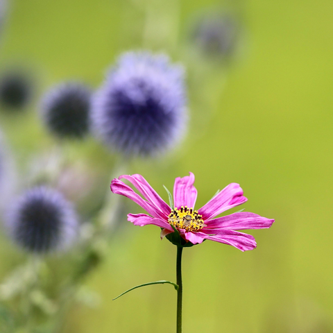 A Cosmos Flower with a Hoverfly in front of some Globe Thistles.
You need to look closely to find the almost perfect camouflaged Hoverfly
