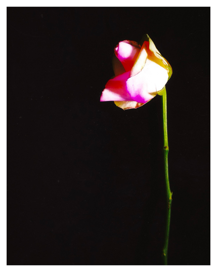 A close-up photograph of a single rosebud with pink and white petals on a long green stem, set against a completely black background.