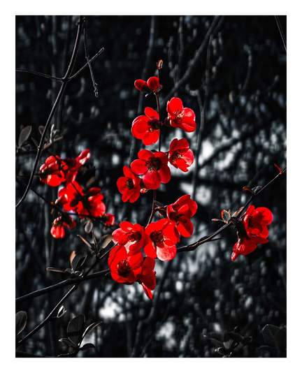 This is a photo of vibrant red blossoms against a dark, blurred background. The blossoms are in full bloom and they have delicate petals and dark centers. The branches are thin and black and help create interesting shapes in the background.