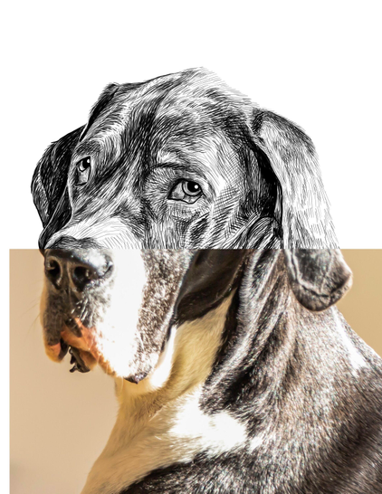 Black and white drawing of a Great Dane named Penny, with the lower half of the image being the reference.