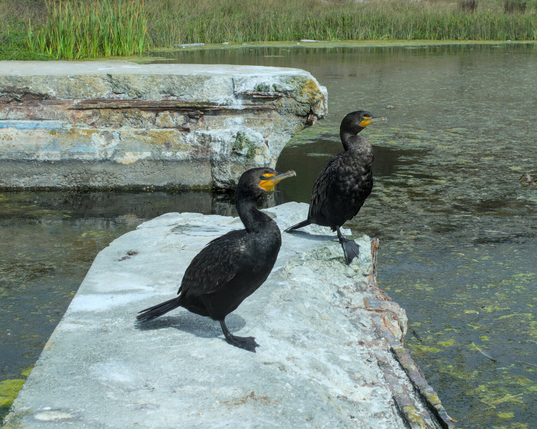 A closeup of two cormorants sunning themselves on an old wall