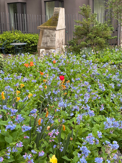 A green bed of flowers in a community garden, dotted with spring blossoms, predominantly Virginia bluebells with a scattering of daffodils and other flowers — notably a vivid red tulip at the center. In the background is some sort of freestanding brick sculpture, a table and chairs, some small trees and shrubs, and a garden fence, with apartment windows behind.