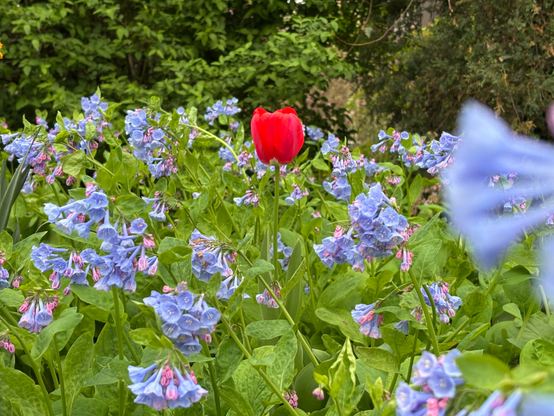 A closer view of the red tulip surrounded by bluebells, among green leaves. An out-of-focus cluster of bluebells pushes in from right frame.