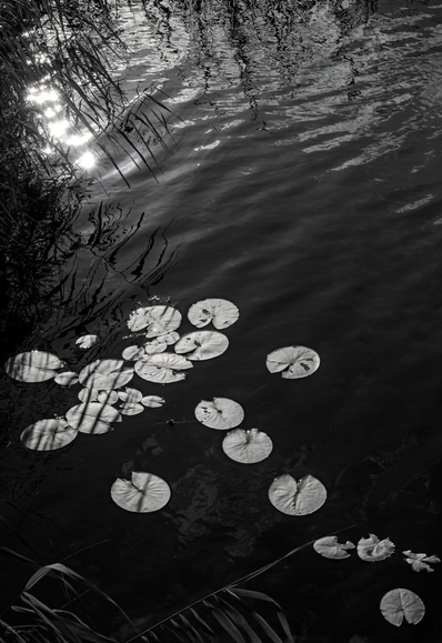 Das Foto ist eine Schwarz-Weiß-Aufnahme und zeigt eine ruhige, fast meditative Szene eines Teichs. Im Vordergrund schwimmen mehrere Seerosenblätter auf der Wasseroberfläche, die vom Sonnelicht hell erleuchtet sind. Im Hintergrund sind Schilf und hohe Grashalme zu sehen, die sich leicht über das Wasser neigen und im Wasser spiegeln. Das Sonnenlicht fällt durch die Pflanzen und erzeugt interessante Lichtreflexe und Spiegelungen auf der Wasseroberfläche. Die Stimmung wirkt sehr natürlich und friedlich.