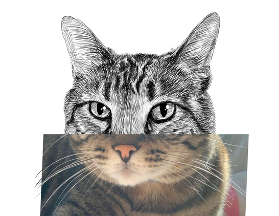 Black and white drawing of a cat named Wiley, with the bottom half of the image being the reference.