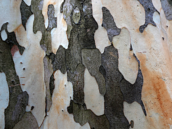 Foto van boombast met schubbenpatroon lijkend op een abstract schilderij