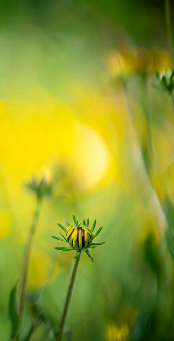 A photograph of a patch of black eyed susan through a funky vintage lens with the aperture wide open. The foregroud subject is one flower just opening. In the background other flowers and buds are blurred in a very impressionistic way.
