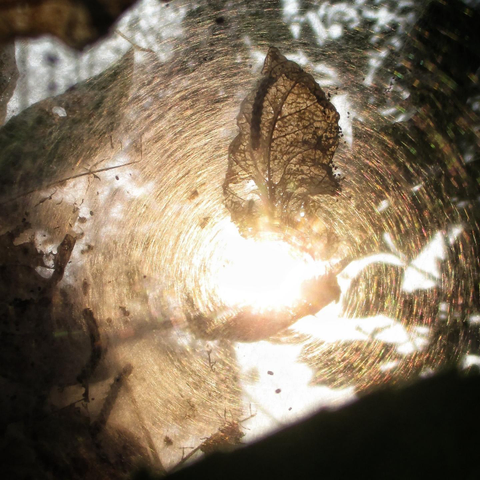 Evening sun shines through the silken webs of a tent caterpillar nest in a large tree. The circular design of the best as well as some of the trees leaves and a few caterpillars can be seen in the golden light.