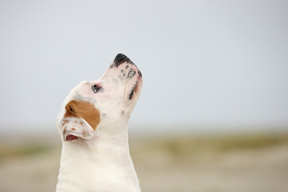 Ein weißer Hund mit braunen Fellflecken um sein Ohr schaut in die Luft. Zu sehen sind nur der Kopf und der Hals des Hundes, der von seiner rechten Seite gezeigt wird. Der Hintergrund ist unscharf.