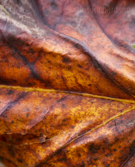 Tulip Tree  Fall Leaf Macro - The tuliptree is one of the largest native trees in North America and its leaf quite impressive in style. The veins of the leave are almost human like in apearance and create hills and vallays in the leave. The leaf that up close looks like a landscape. Artist Iris Richardson, Gallery Pixel