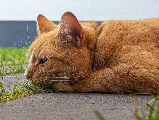 A close-up, side-profile shot of a ginger cat lying down on a paved driveway with patches of grass. The cat's body is stretched out, and its head is resting on the ground, with one eye partially closed. Its long white whiskers are visible against the green grass. The path is grey and textured, with blades of grass growing between the cracks. In the background, a building is out of focus.