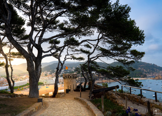 Color photo taken from a coastal hill near sunset, looking through trees at the top of a round tower with the Catalan L'Estelada flag flying above it. In the background to the right is a bay of  Mediterranean Sea with many small boats and to the left is a sandy beach and behind that is the coastal Catalan city Tossa de Mar with hills behind it. 