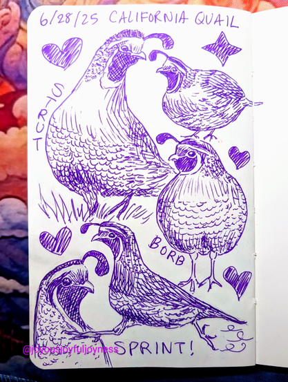 Sketchbook page of 5 drawings of California Quails in purple ink. The top of the page is the text 6/28/25 and California Quail. To the left is a quail walking in grass with its head to the right with a heart and the word Strut. To the right are two round quails (quorbs), one in profile and one facing the viewer, with a heart and a star. The word Borb is next to the one below. The bottom left is a closeup of a quail in profile and a heart. To the right is a running quail in profile with the word Sprint! underneath.