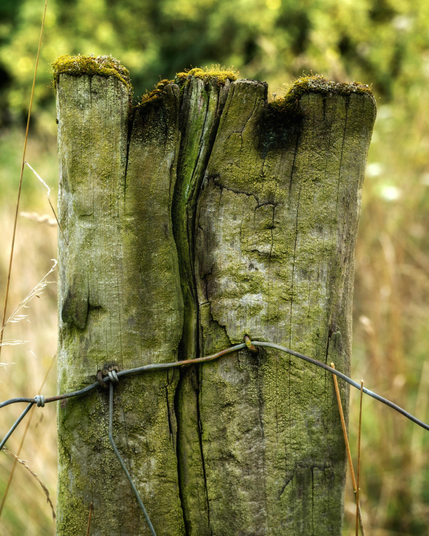 Ein rechteckiger Zaunpfosten, dessen gerissenes Holz mit Phantasie ausschaut als würden zwei Köpfe, ganz nah sich gegenseitig angiften.