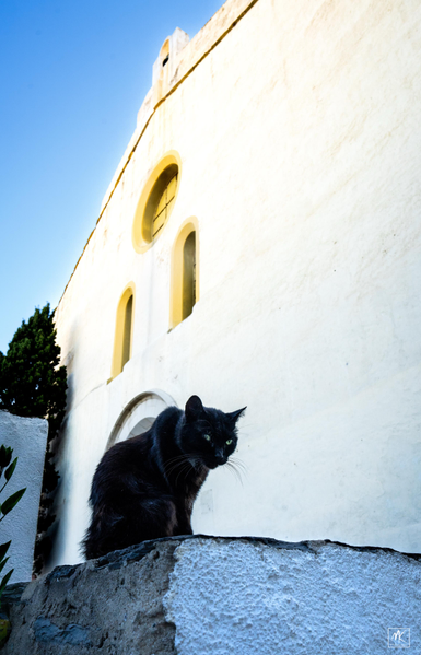 Color photo of a black cat sitting on a cement ledge with the facade of a white church building behind it. 