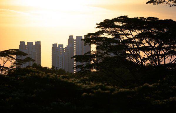 Sunset photo of trees and Singaporean HDB flats in the distance. A shallow depth of field picks out a tree in the mid-ground.