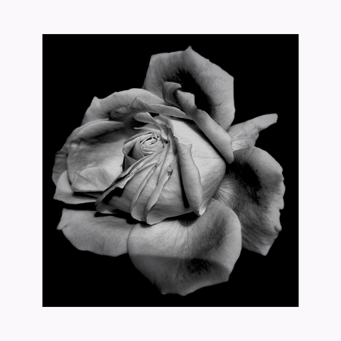 Close-up of a black-and-white rose in full bloom as it starts to age against a dark black background. The velvety petals create a dramatic and elegant contrast.
