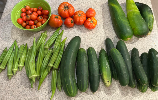 Tomatoes, cucumbers, zucchini, and okra on a counter top.