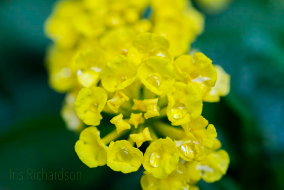 The bright yellow lantana flower contrasts beautifully against the blue-green background. Rain droplets are sitting in the flower's tiny cups and look like jewels. Macro photograph