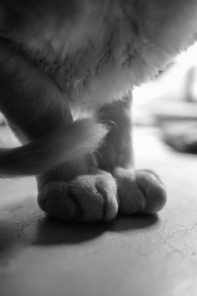 Digital monochrome photo of Pushok, a white cat with short fur. A close-up shows his front paws resting on a tabletop, with his tail gently resting against them. Light falls softly, highlighting his fur and textures. (Photo by me.)