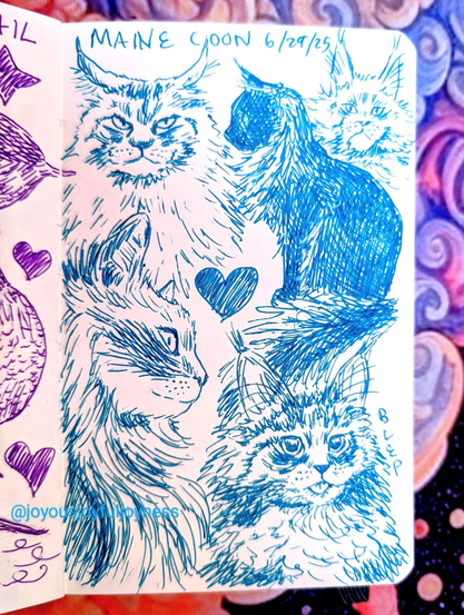 Sketchbook page of 5 drawings of Maine Coon cats in blue pen. The top of the page is the text Maine Coon and 6/29/25. The top left is a grumpy cat glaring at the viewer. To the right is a black cat sitting in profile. The top left is a baby grumpy cat looking at the viewer. Bottom left is a cat in profile with an epic mane. In the middle is a heart. Bottom right is a Maine Coon kitten with its tongue out and the word Blep.