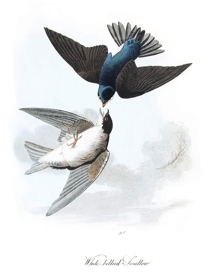 A male and female tree swallow (Tachycineta bicolor) are seen in flight, with one positioned upside down and seemingly feeding the other, whose belly is turned toward the viewer. The author refers to this bird as the white-bellied swallow (Hirundo bicolor, Vieill.).