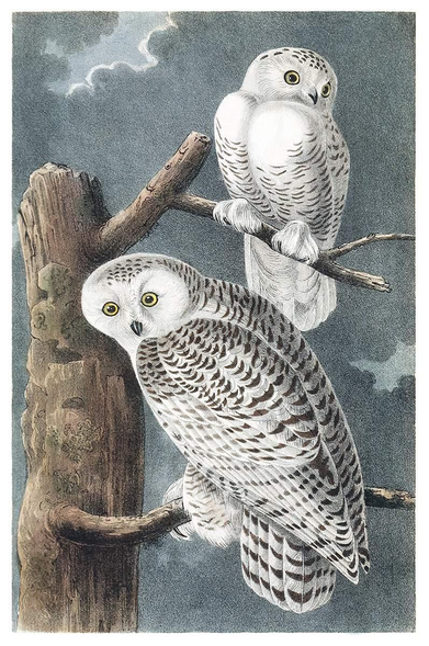 A pair of snowy owls (Bubo scandiacus) is perched on the branches of a dead tree. This bird is described as follows by the author:
    "The snowy owl hunts during the day, as well as in the dusk. Its flight is firm and protracted, although smooth and noiseless. It passes swiftly over its hunting ground, seizes its prey by instantaneously falling on it, and generally devours it on the spot."