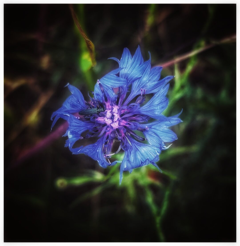 A close-up, top-down shot of a single blue cornflower. The delicate, fringed petals are a vibrant periwinkle blue, with a darker purple and pink centre. A small insect is visible in the middle of the flower. The background is a soft, dark blur of green and brown foliage, which makes the bright colours of the flower stand out. There is a white border around the image.