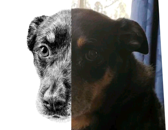 Black and white drawing of a dog named Stan, with the right half of the image being the reference.