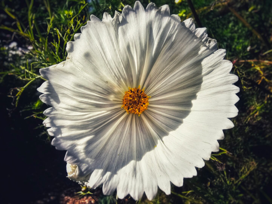 A close-up, top-down shot of a single white cosmos flower. The flower's delicate, pleated petals radiate from a central, yellow-orange disk. The sun casts a shadow across the right side of the flower, highlighting its texture. The background is a soft focus of green leaves and dark earth.