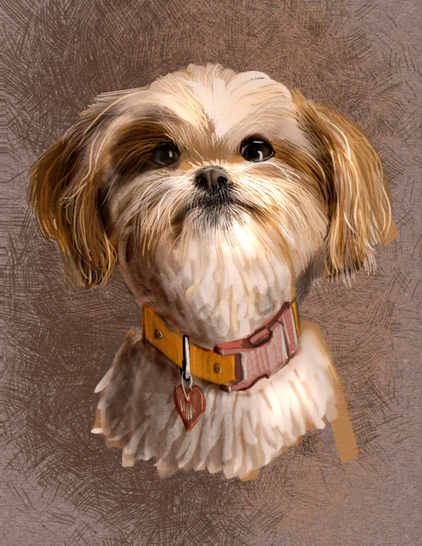 A portrait illustration of a shitzu dog of white and brown fur, looking directly at the viewer with dark, large eyes.  it wears a collar with a heart ID tag. It is surrounding by cross hatching.