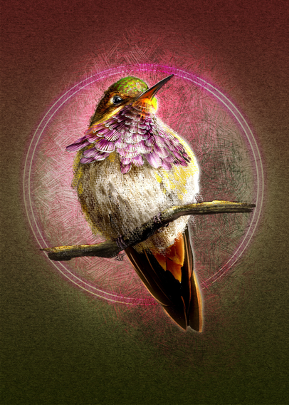 Illustration of a Volcano Hummingbird against a paper texture background with gradients of rose pink and reen-brown at the top and bottom. A double halo of light, crosshatching, and a bokeh lighting effect surround the spotlighted bird.