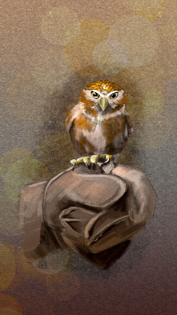 Illustrated phone wallpaper of a Pygmy Owl perched on a glove. Behind the bird is a brown paper texture with crosshatching. 