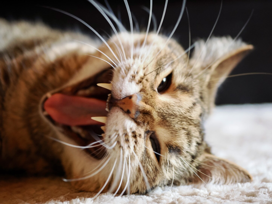 portrait of a cat, sideways, because she’s lying on a bed, yawning royally to the camera