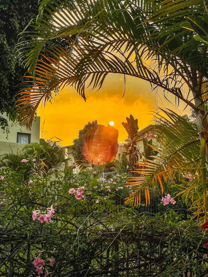 A sunset is seen through tropical foliage, with lush green leaves and pink flowers in the foreground. The warm glow of the sun creates a serene and peaceful atmosphere.
