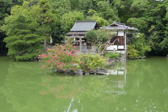 九条池と厳島神社。厳島神社の手前の小島でサルスベリが咲いている。/ 2025.08.23 京都御苑から