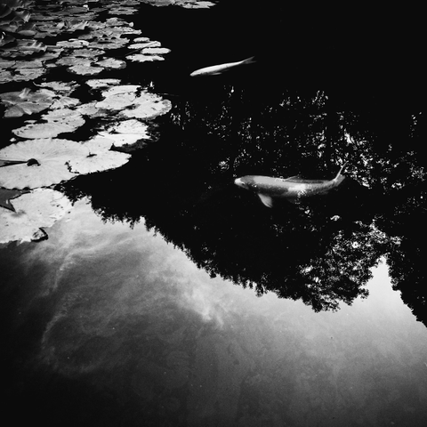 A view of a pond in which two carp glide towards a carpet of lily leaves in the top left of the frames. The fish glow against the inky depths of the water created by shadowy reflections of trees. A darkened sky and wispy white clouds are also reflected in the bottom third of the frame. There’s an overall sense of calm stillness.