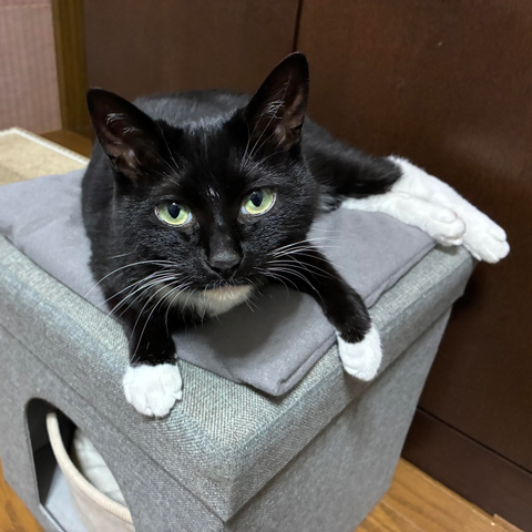 A black and white cat with yellow eyes is lounging on a gray cushion placed on top of a storage box. The cat's front legs are extended over the edge, displaying white paws, while the background features wooden furniture.
