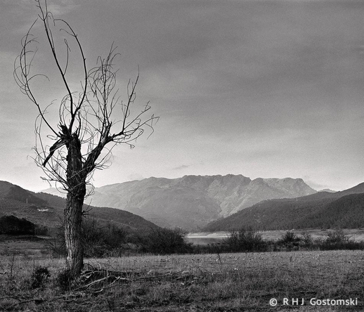 A leafless, twisted tree stands in the foreground of a wide, open field with mountains and a cloudy sky in the distance, captured on Ilford FP4 film with a Mamiya RB67.