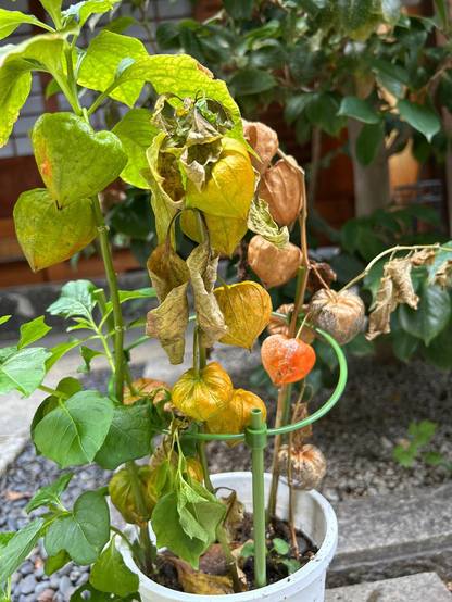 本堂の前に飾られている鉢植えのホオズキ。/ 2025.08.24 裏寺通から