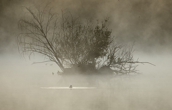 Tiny island in a foggy lake