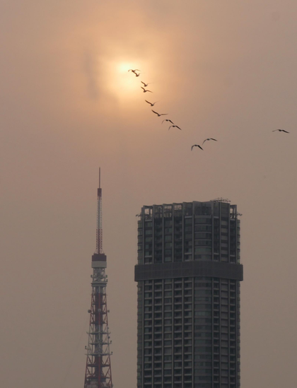 Eine geradezu magische Stimmung an einem diesig verhangenen Nachmittag in Tokyo. Möwen fliegen über den Tokyo Tower in Richtung der verschleierten Sonne  ...