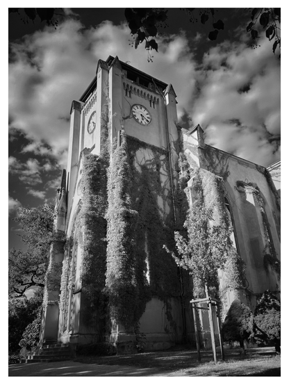 The black-and-white photograph shows a tall church tower covered in ivy, viewed from a low angle that emphasizes its height and presence. The tower features a large clock face near the top, with another visible on the adjacent side. The stone structure is weathered, and vines climb almost the entire façade, blending the architecture with nature. Puffy clouds fill the sky, creating a dramatic backdrop, while tree branches frame the image from above. The lower part of the photo shows steps, a young tree supported by wooden stakes, and trimmed bushes, adding to the sense of an old but still living place.
