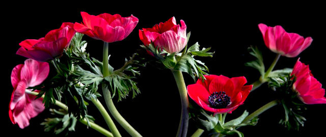 On a black background, a row of red anemones with green stems and serrated green leaves is photographed from the side. They are placed next to each other, varying in length, creating a wave of red, starting from the left and rolling down to the right.