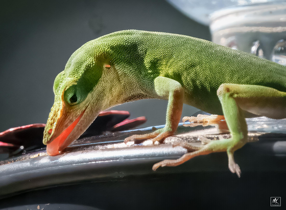 Close up color photo of a green anole lizard licking the surface of a metal hummingbird feeder base. 
