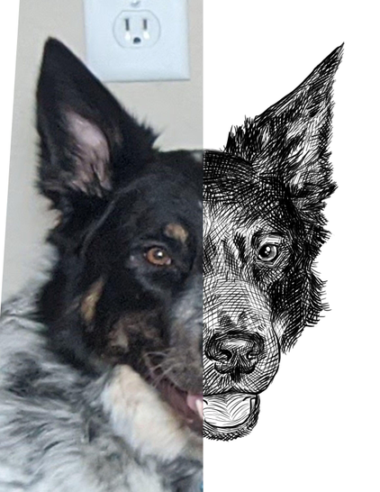 Black and white drawing of a dog named Baxter, with the left half of the image being the reference.
